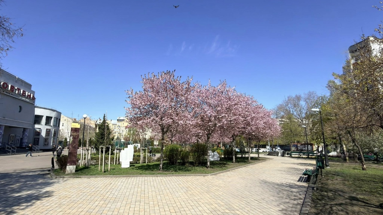 У сквері біля кінотеатру "Жовтень" в Києві розквітла слива Пісарді: фото