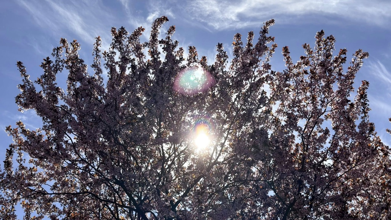 У сквері біля кінотеатру "Жовтень" в Києві розквітла слива Пісарді: фото