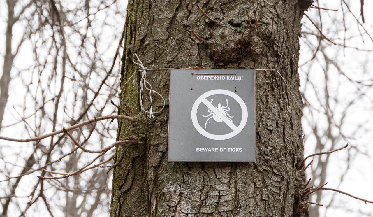 У Києві починається пік активності кліщів: як знизити ризики укусу