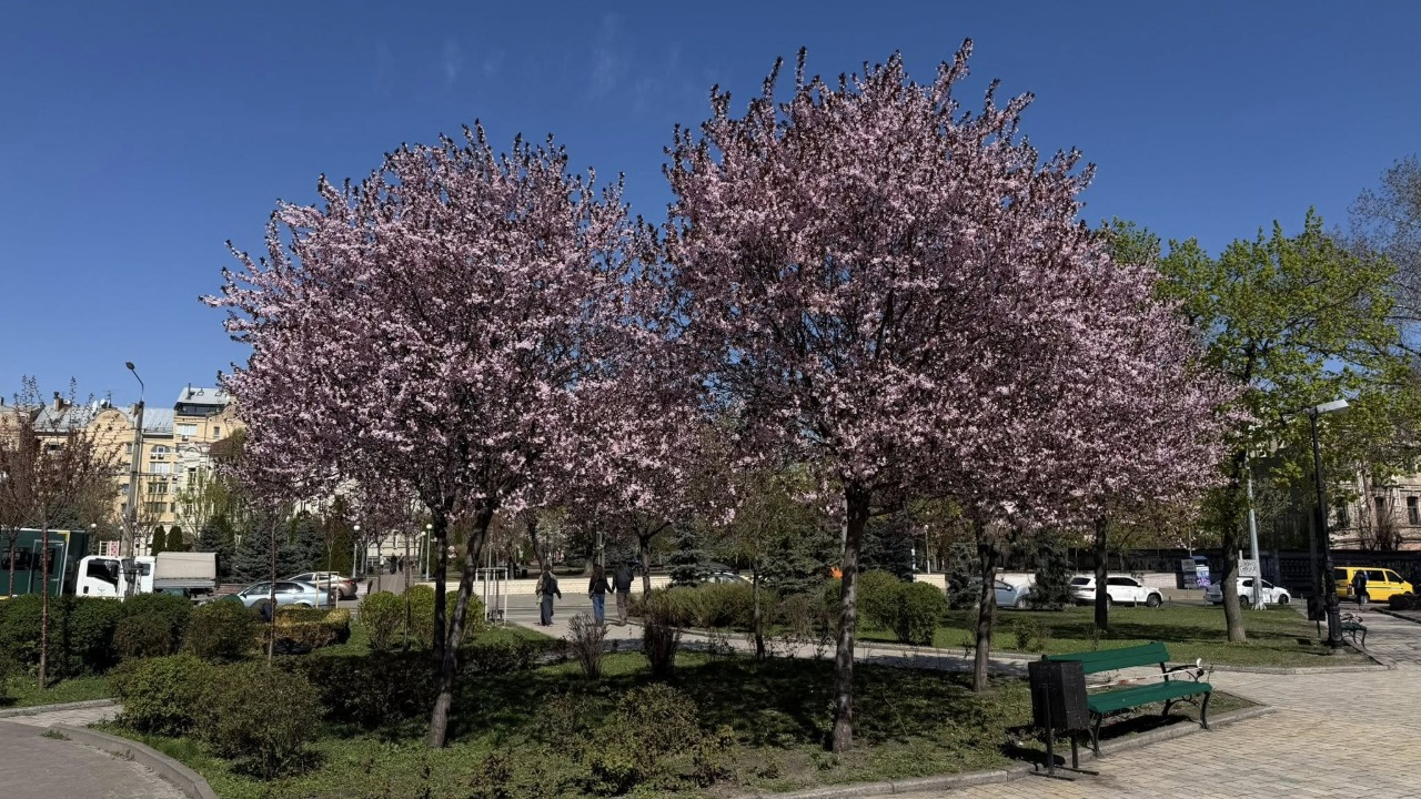 У сквері біля кінотеатру "Жовтень" в Києві розквітла слива Пісарді: фото