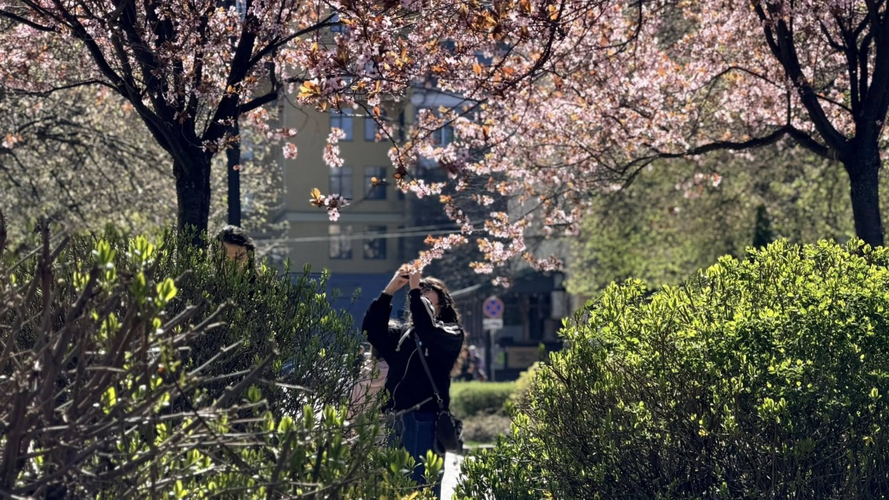 У сквері біля кінотеатру "Жовтень" в Києві розквітла слива Пісарді: фото