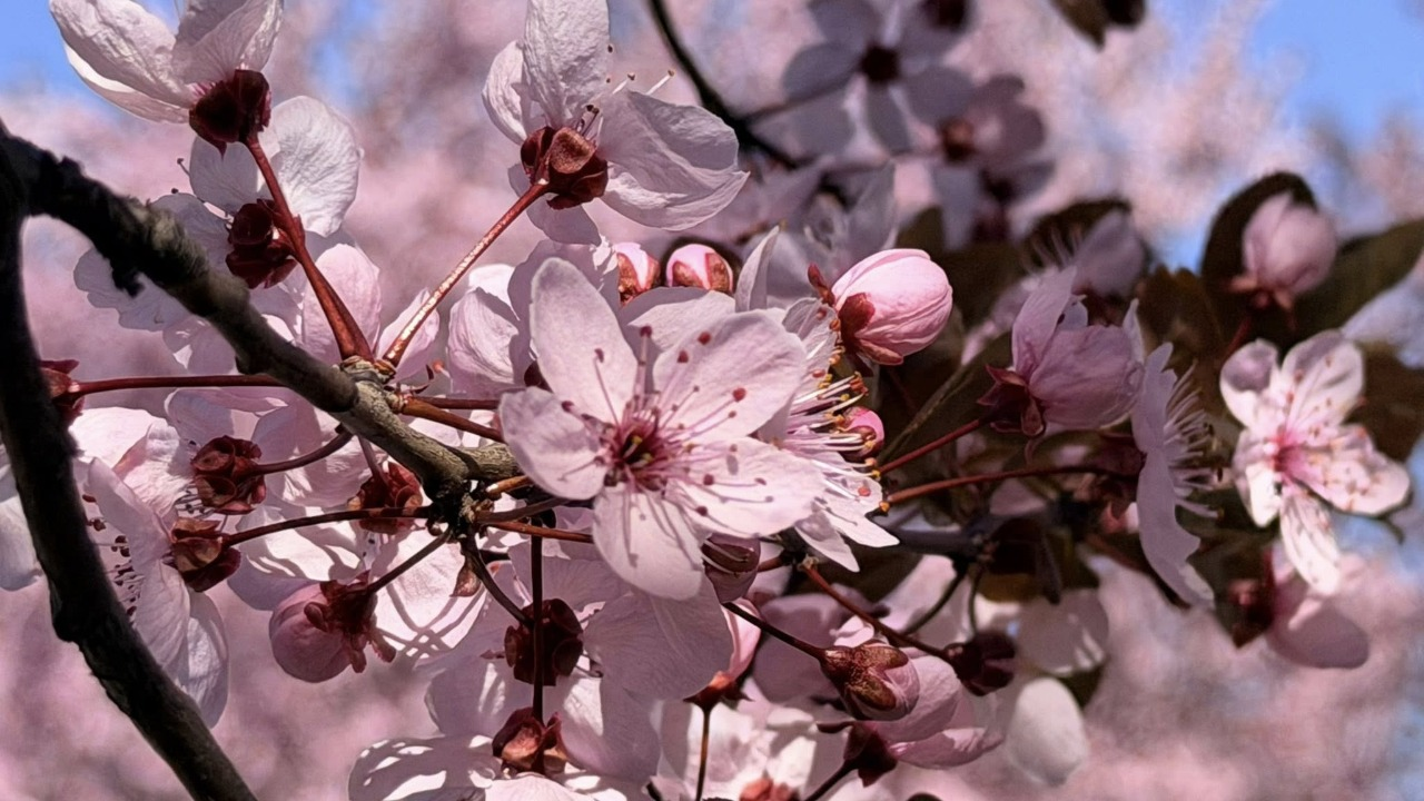У сквері біля кінотеатру "Жовтень" в Києві розквітла слива Пісарді: фото