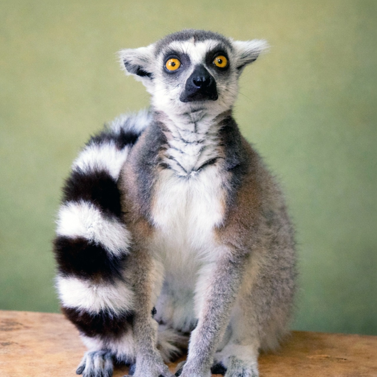 З Дніпропетровщини до Київського зоопарку евакуювали котячого лемура: фото