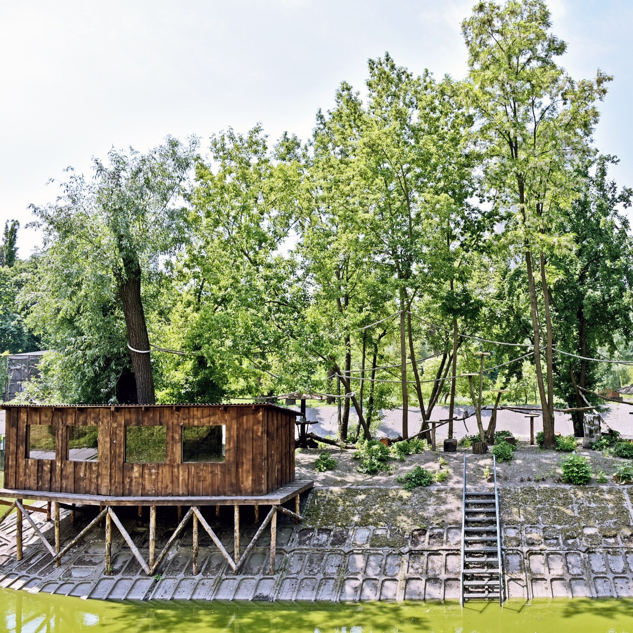 З Дніпропетровщини до Київського зоопарку евакуювали котячого лемура: фото