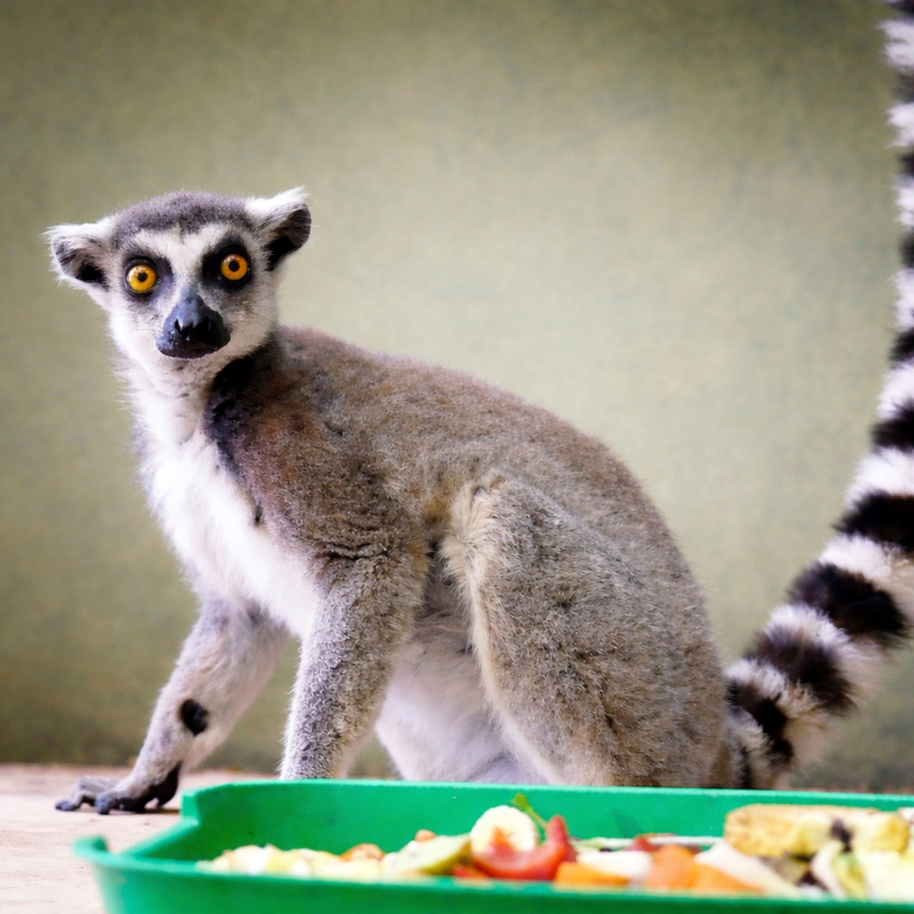 З Дніпропетровщини до Київського зоопарку евакуювали котячого лемура: фото