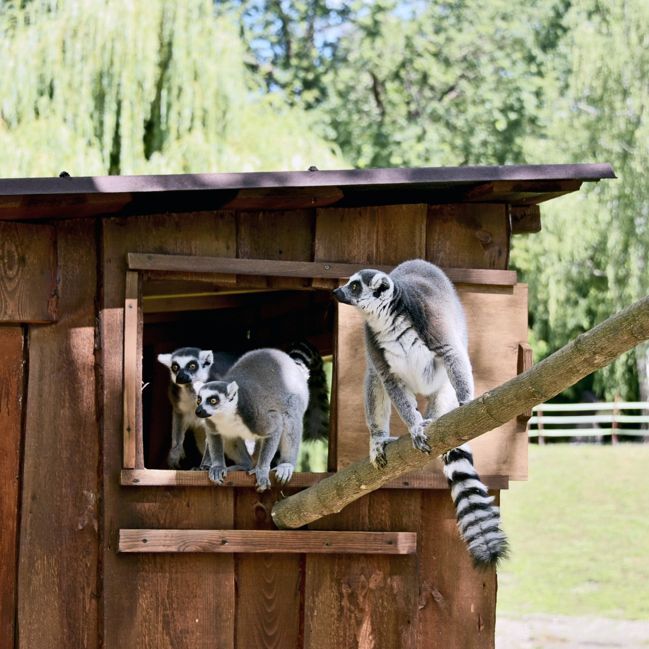 З Дніпропетровщини до Київського зоопарку евакуювали котячого лемура: фото