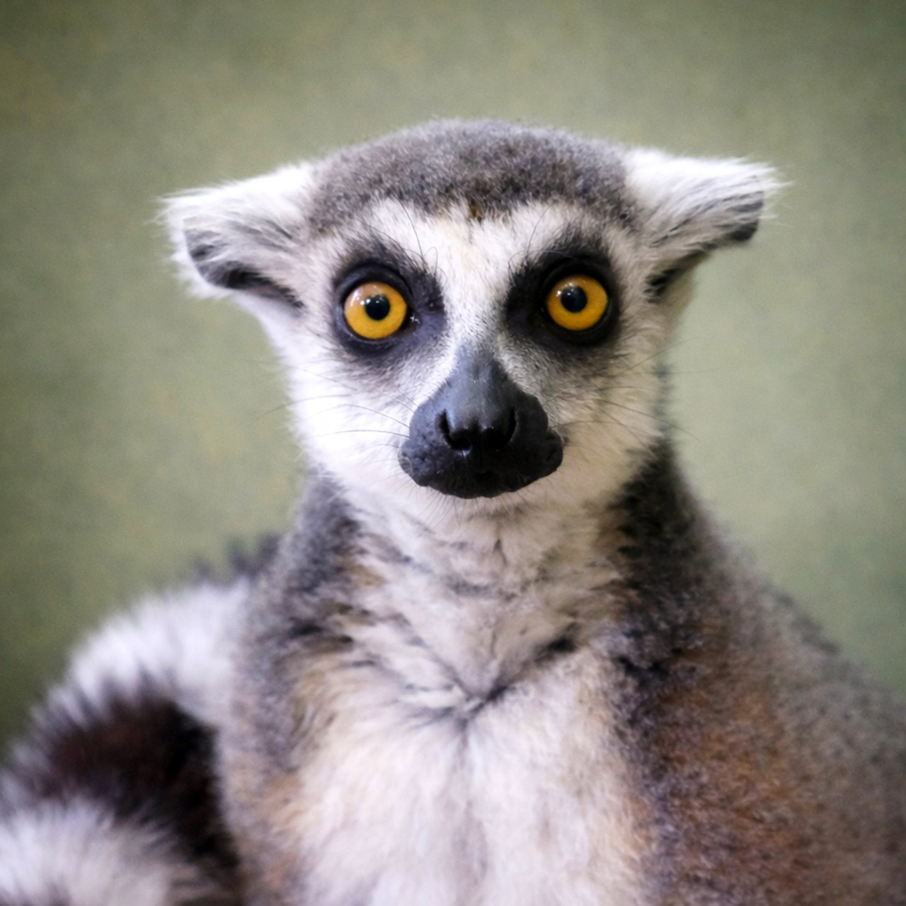 З Дніпропетровщини до Київського зоопарку евакуювали котячого лемура: фото