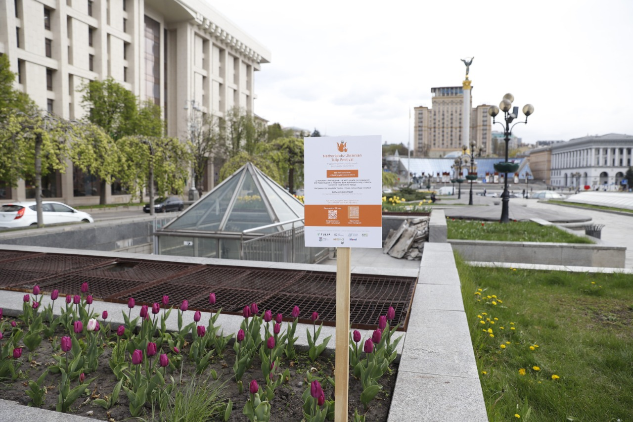 У Києві вже розквітають перші тюльпани: де їх шукати