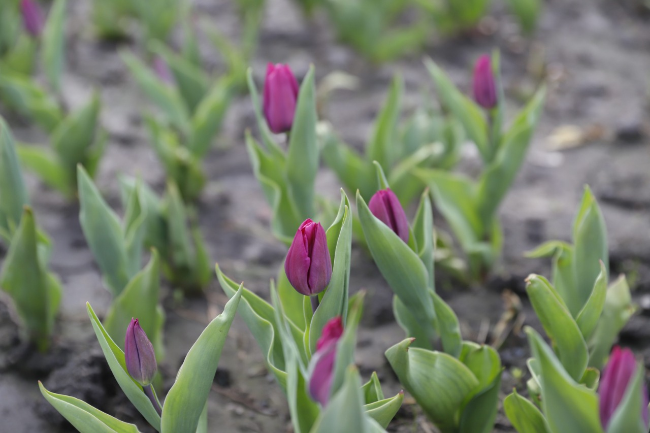 У Києві вже розквітають перші тюльпани: де їх шукати