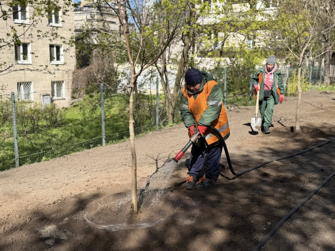 Зелена зона замість МАФів: у Печерському районі Києва висадили дерева і кущі