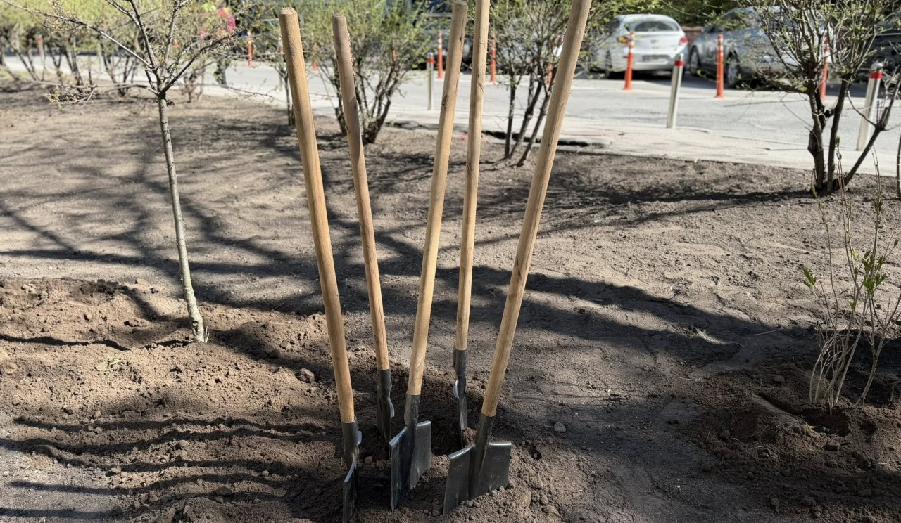Зелена зона замість МАФів: у Печерському районі висадили дерева і кущі