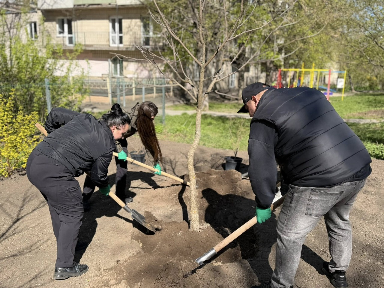 Зелена зона замість МАФів: у Печерському районі Києва висадили дерева і кущі