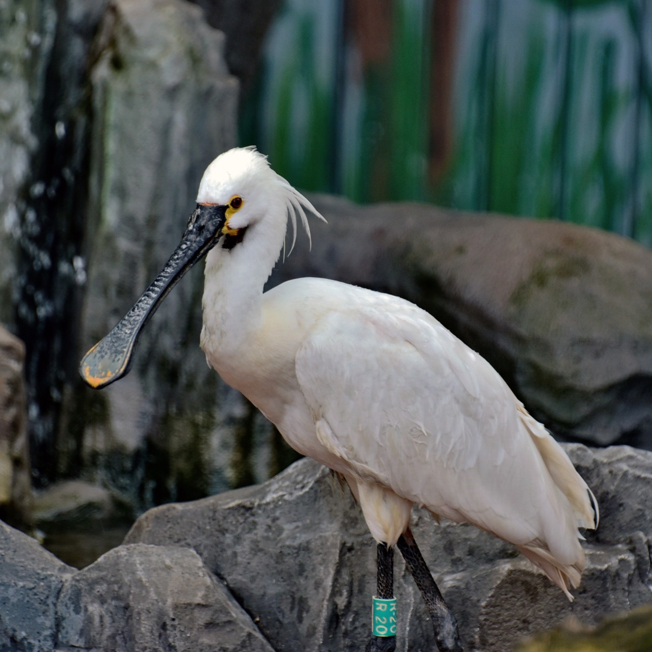 У Київському зоопарку триває переселення птахів до літніх осель: фото