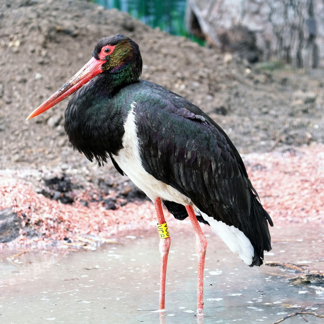 У Київському зоопарку триває переселення птахів до літніх осель: фото