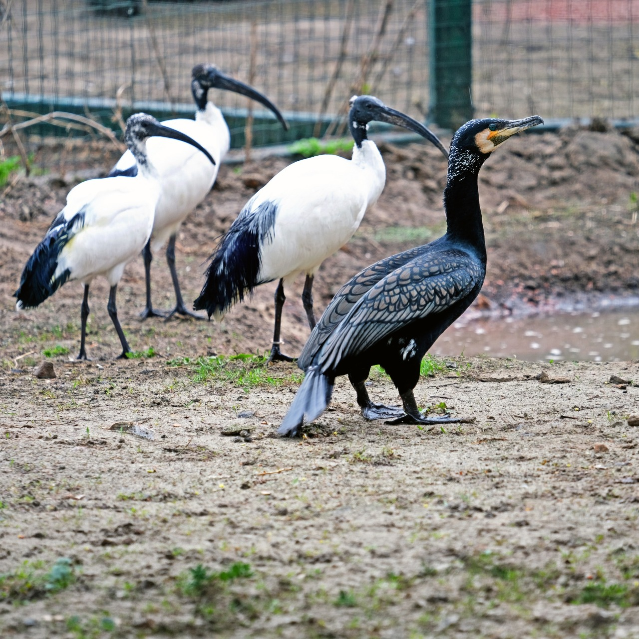 У Київському зоопарку триває переселення птахів до літніх осель: фото