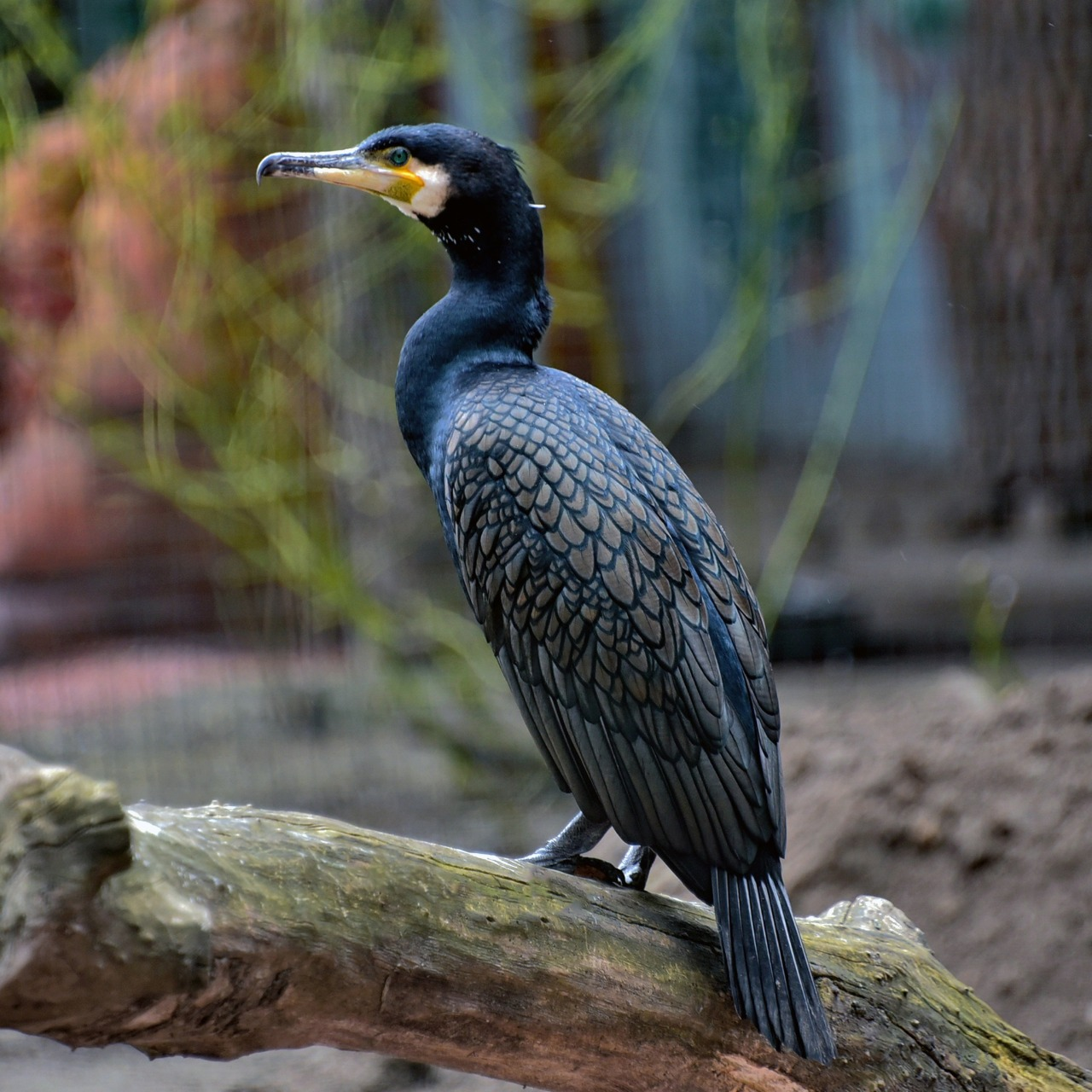 У Київському зоопарку триває переселення птахів до літніх осель: фото
