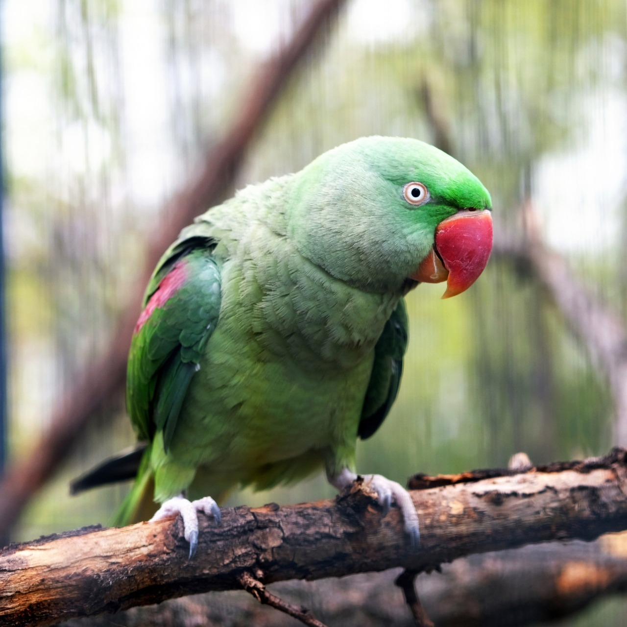 У Київському зоопарку триває переселення птахів до літніх осель: фото
