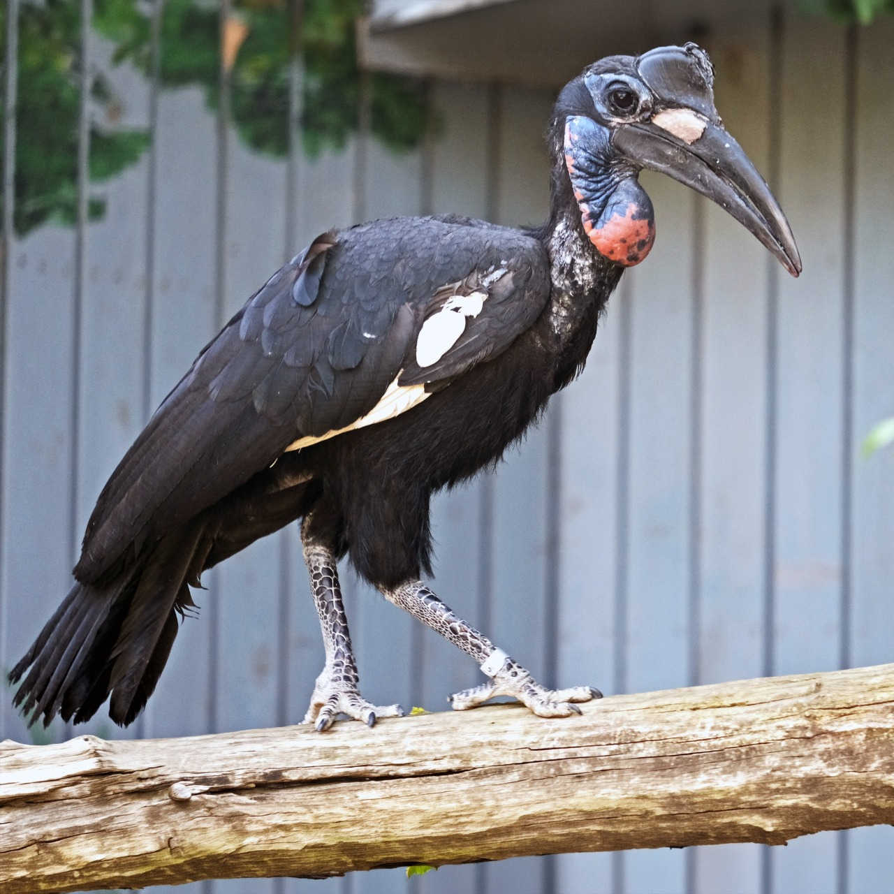 У Київському зоопарку триває переселення птахів до літніх осель: фото
