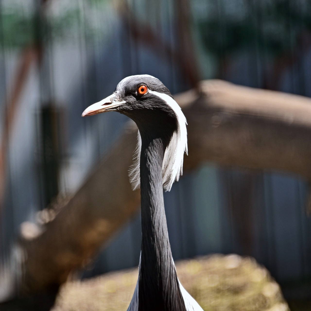 У Київському зоопарку триває переселення птахів до літніх осель: фото