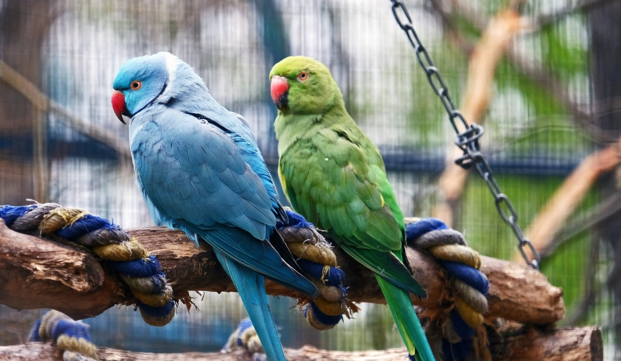 У Київському зоопарку триває переселення птахів до літніх осель: фото