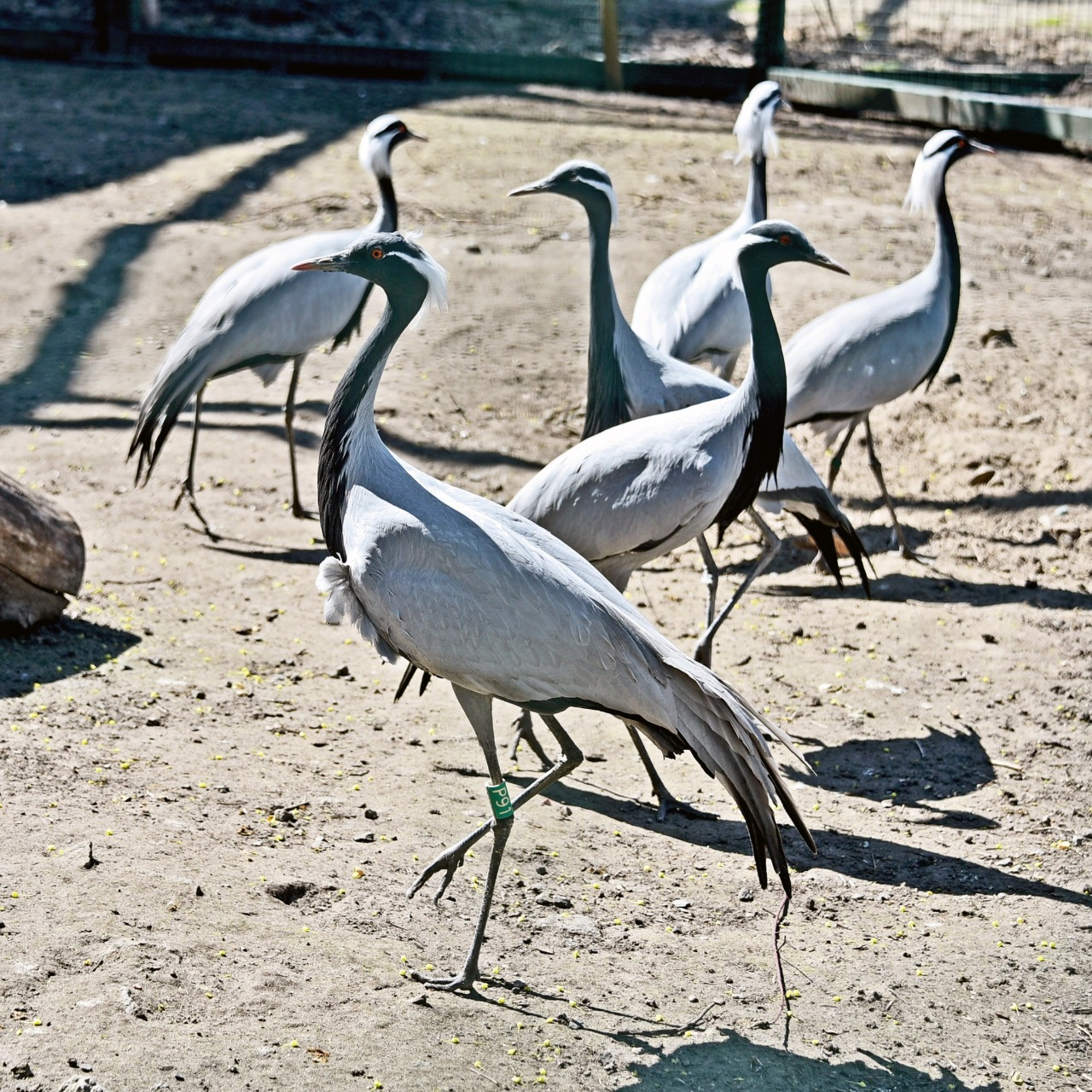 У Київському зоопарку триває переселення птахів до літніх осель: фото