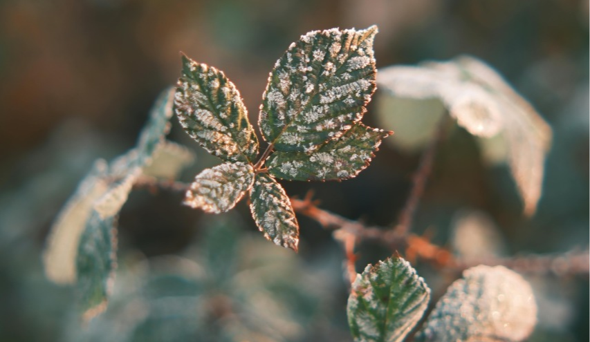 Киян попереджають про сильні пориви вітру та заморозки у столиці: подробиці
