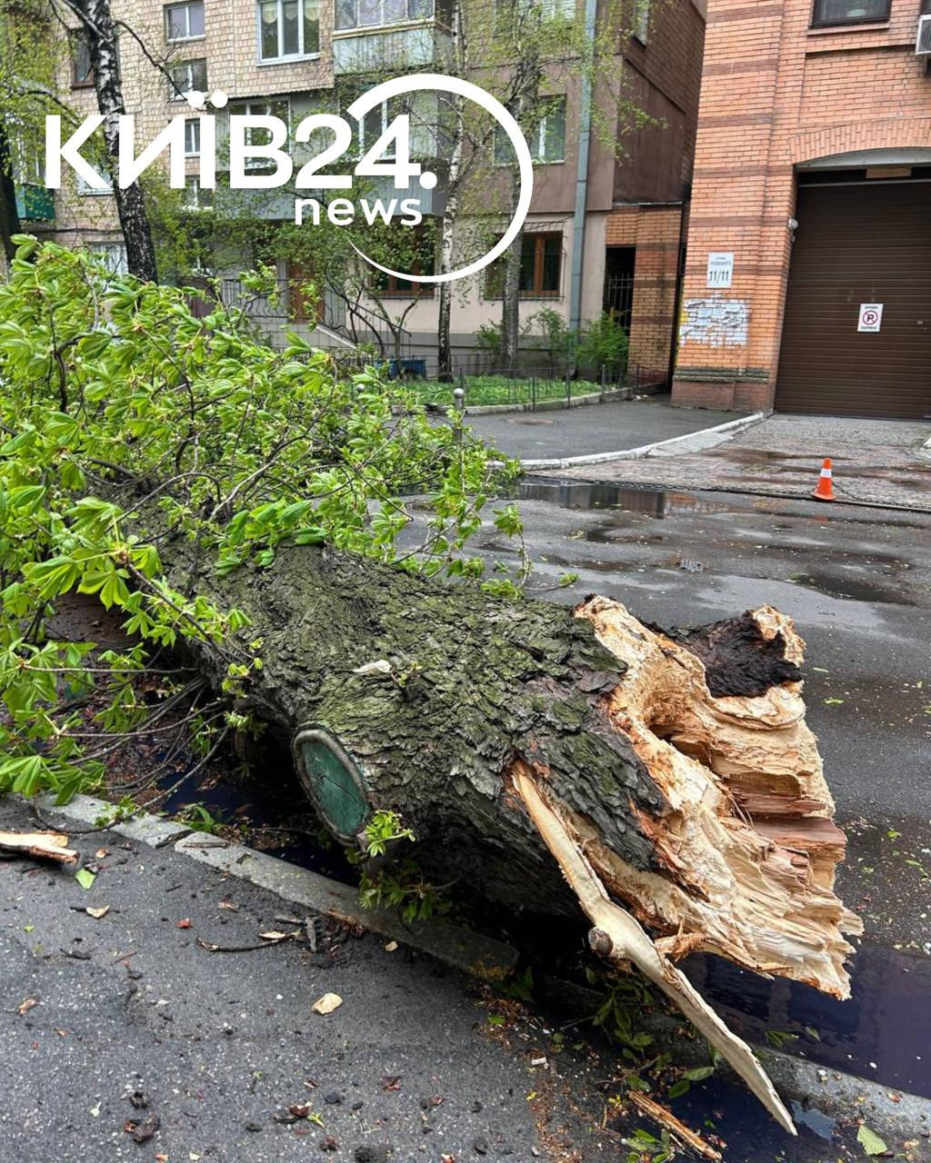 Буревій у Києві 26 квітня 2026 року повалив ботанічну пам’ятку — каштан Іващенка: подробиці