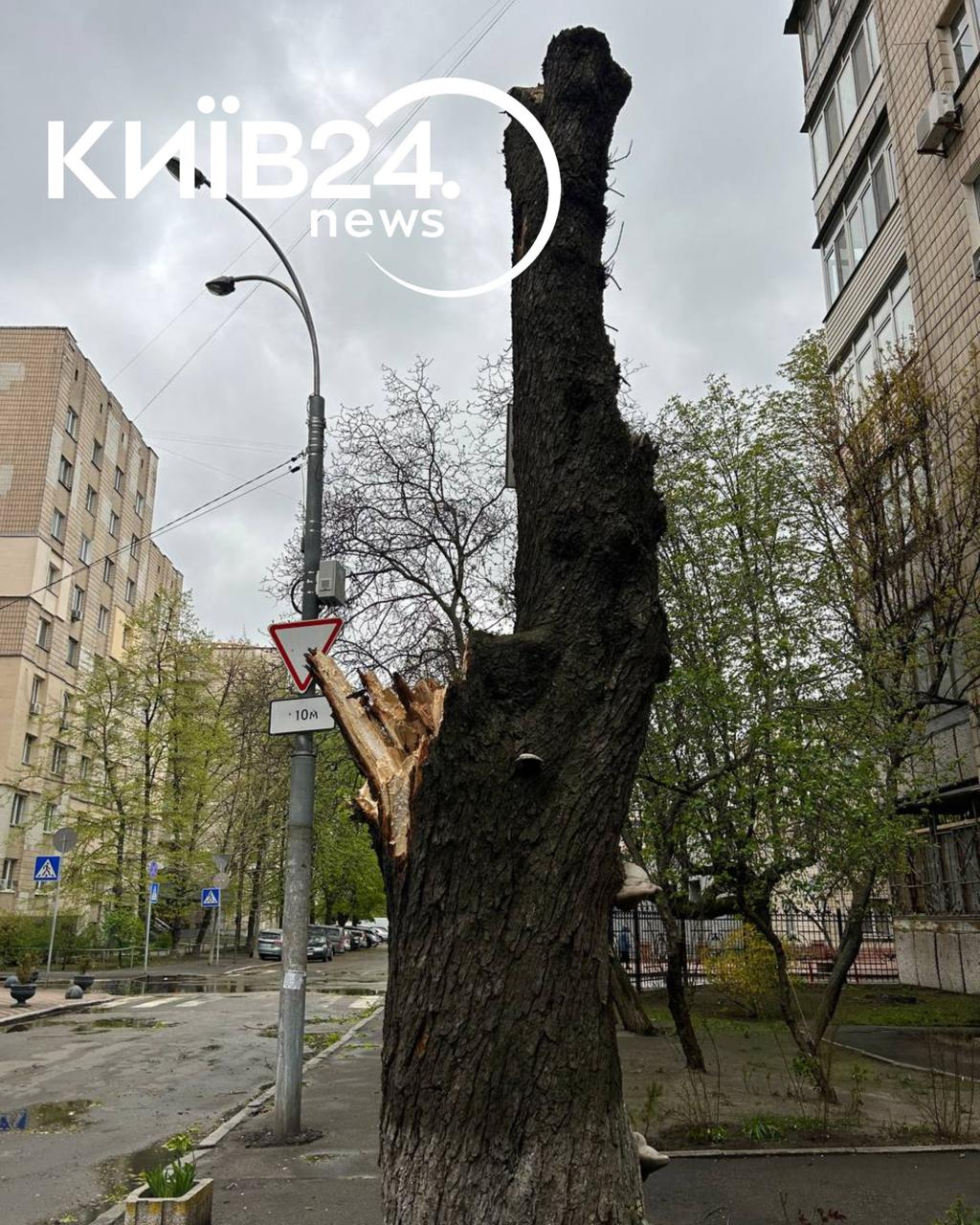 Буревій у Києві 26 квітня 2026 року повалив ботанічну пам’ятку — каштан Іващенка: подробиці