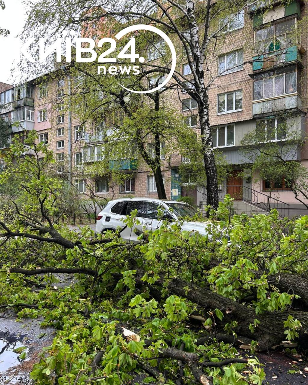 Буревій у Києві 26 квітня 2026 року повалив ботанічну пам’ятку — каштан Іващенка: подробиці