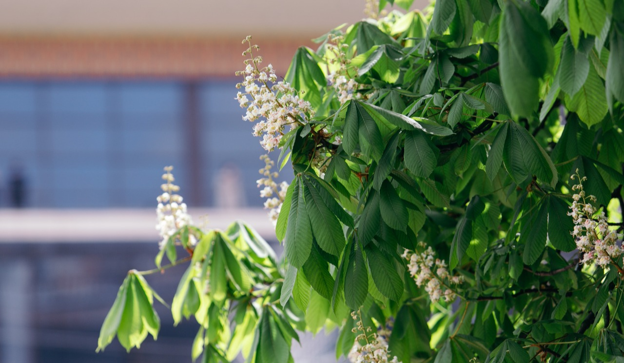 Вихідні та святкові дні у травні: скільки відпочиватимуть українці