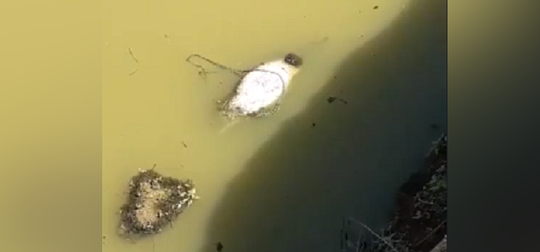 На Київщині фермери сховали мертвих свиней у воді (відео)