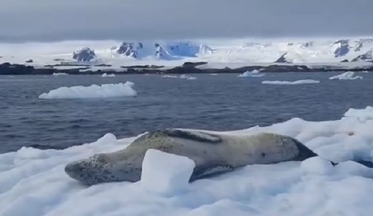 Українські полярники показали, як відпочиває морський леопард: фото