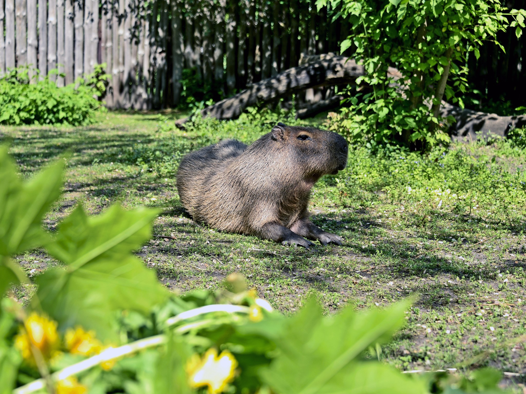 Капібари Київського зоопарку повернулись до свого літнього вольєра
