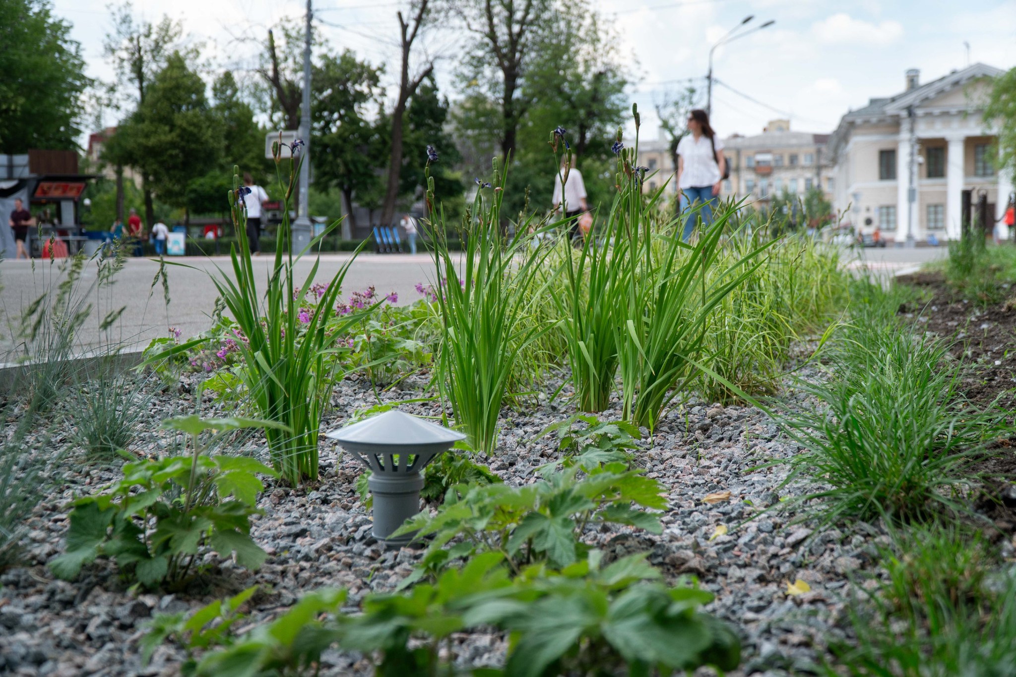 У Києві почали створювати дощові садки: що це та як вони виглядають