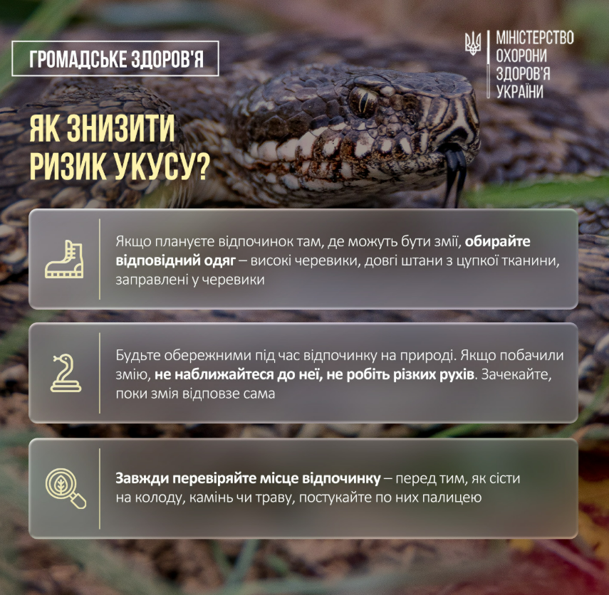В Україні розпочався сезон змій: які змії отруйні, як уберегтися від укусів
