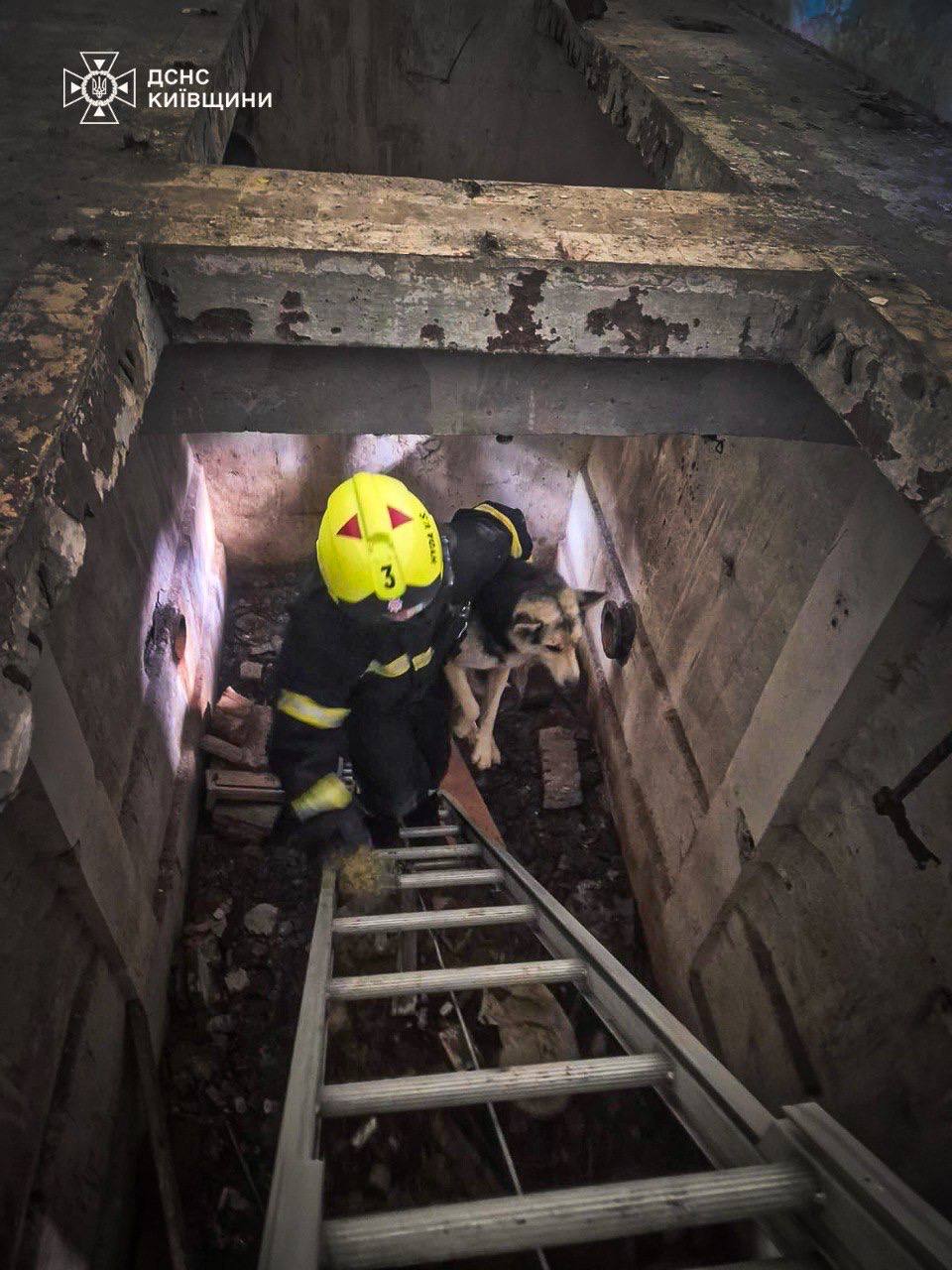 У Білій Церкві на Київщині врятували двох собак із закинутого 12-метрового водогону: фото