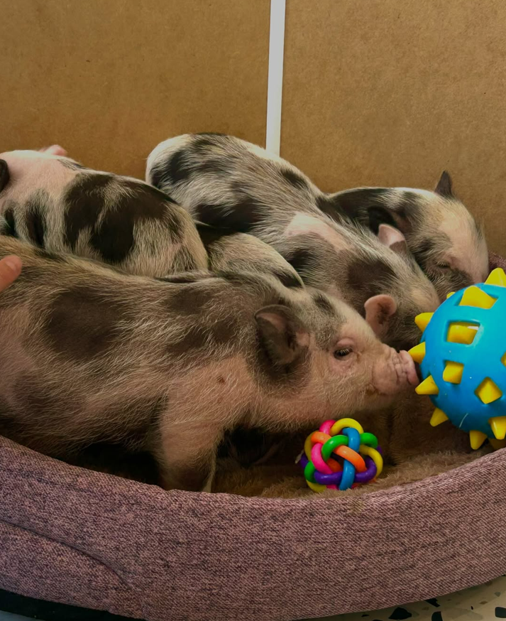 Нові заклади Києва: кафе "Piggy Cafe" в ЖК Комфорт Таун