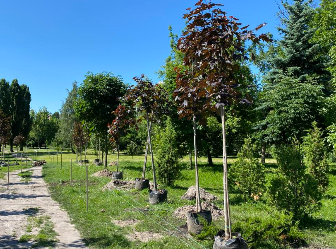 У Броварах в парку Перемога з'явилася Алея кленів на честь загиблих військових: фото