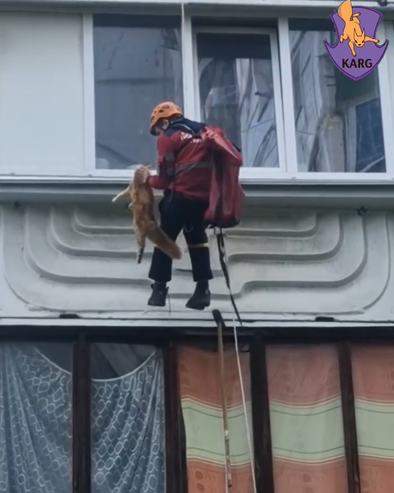 У Києві кіт застряг у вікні, яке залишили на провітрювання: фото, відео