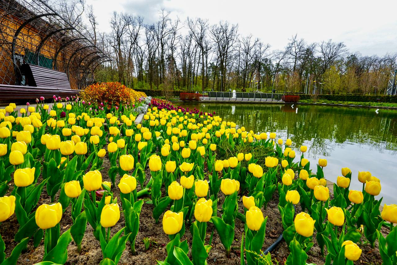 У Бучі на Київщині квітнуть тюльпани, подаровані Нідерландами: фото