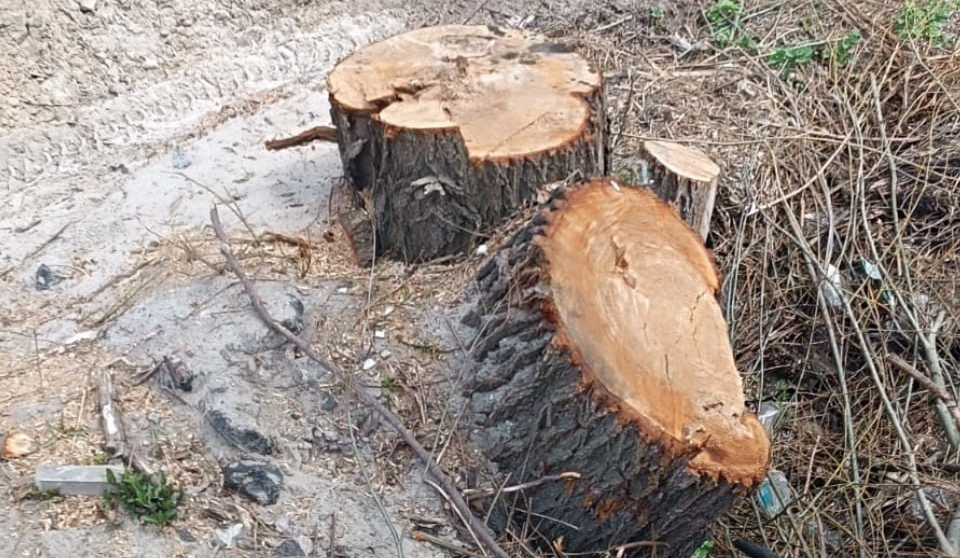 В заказнику у Бортничах знищили дерев на понад 2,6 млн грн: що відомо