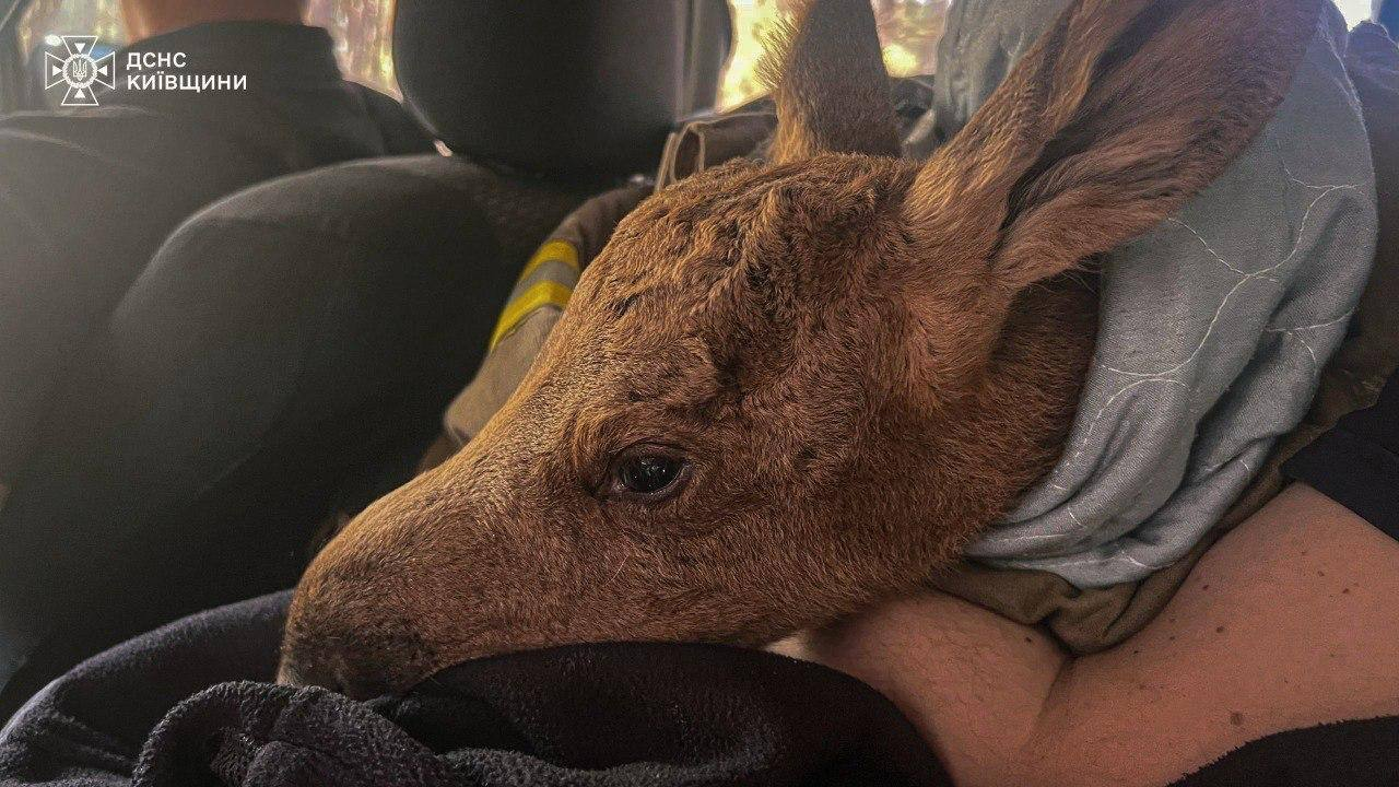 Під час гасіння пожежі в Зоні відчуження врятували червонокнижне лосеня: фото і відео