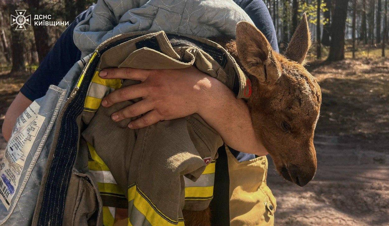 Під час гасіння пожежі в Зоні відчуження врятували червонокнижне лосеня: відео