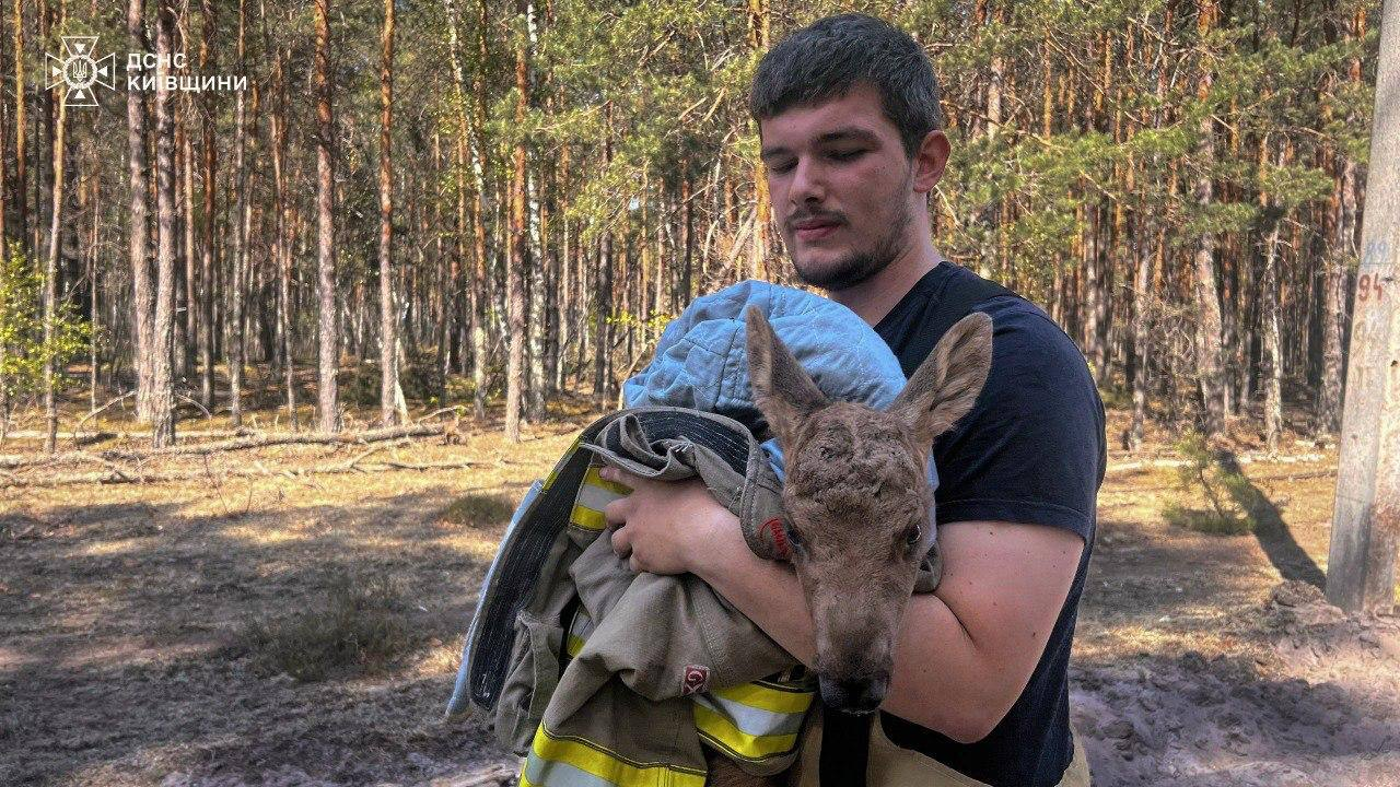 Під час гасіння пожежі в Зоні відчуження врятували червонокнижне лосеня: фото і відео
