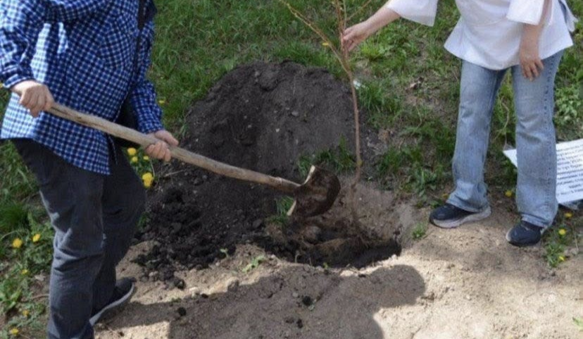 Сім плакучих сакур висадили в пам’ять про загиблих під час теракту 18 квітня