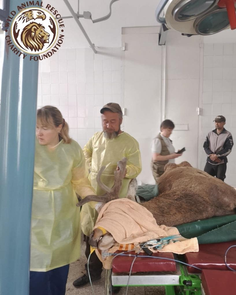 Зірці соцмереж оленю Борису видалили ріг: в якому стані тварина