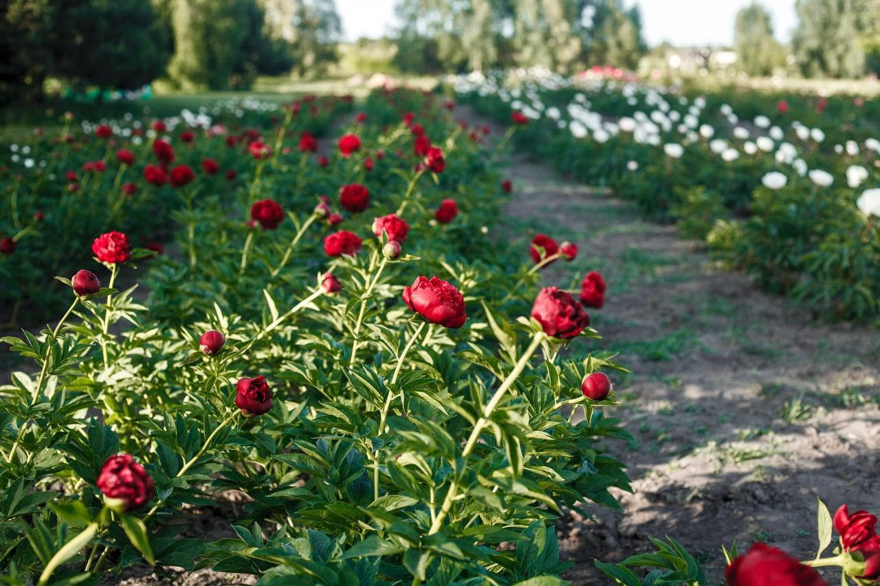 Сезон півоній у Добропарку під Києвом: коли початок і що готують для гостей