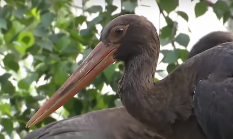 Київський зоопарк випустить на волю рідкісних птахів (відео)