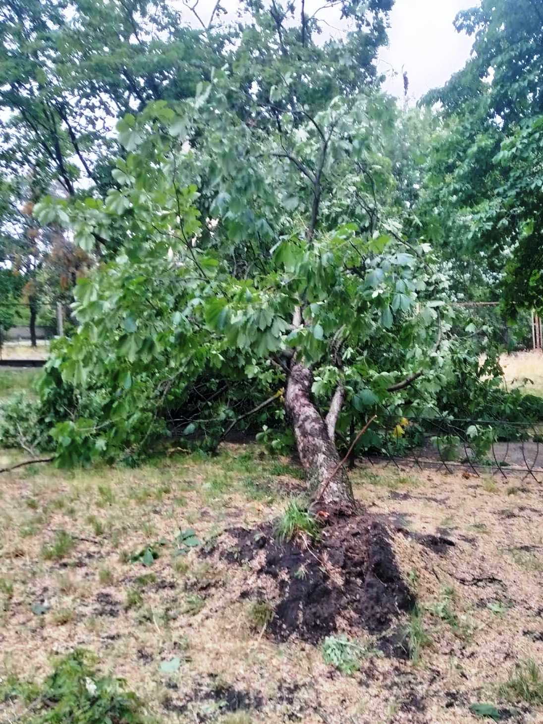 Наслідки негодя 3 червня у Києві, повалені дерева