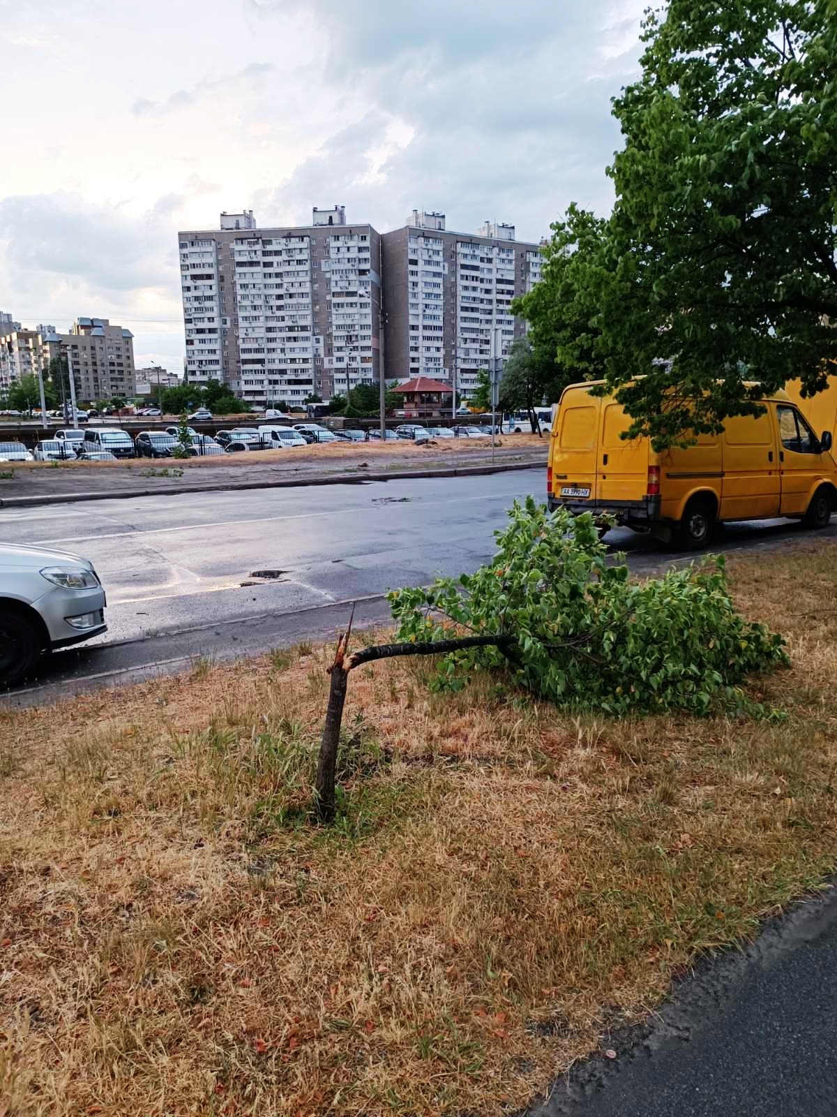 У Києві сильний вітер повалив 260 дерев: які райони постраждали найбільше